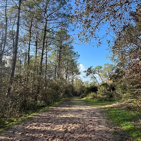 Maritime Between And Forest