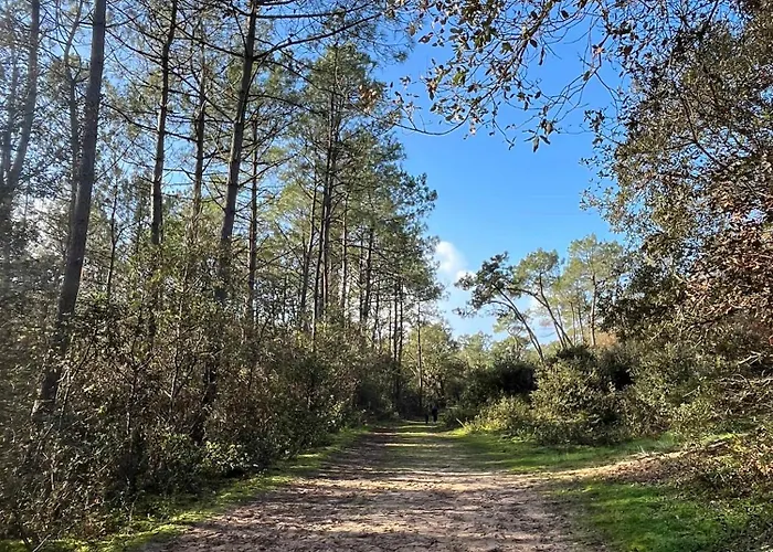 Maritime Between And Forest